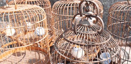 Bird Cages for Oriental Event Decoration