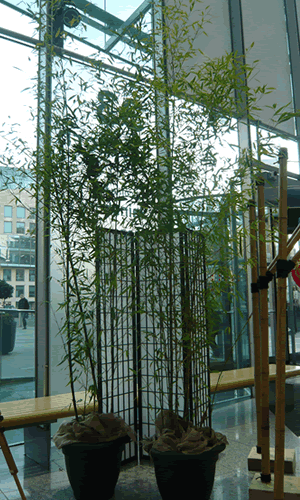Chinese japanese bamboo plant hire events