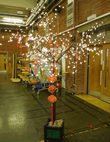 Floating Water Lillies Display